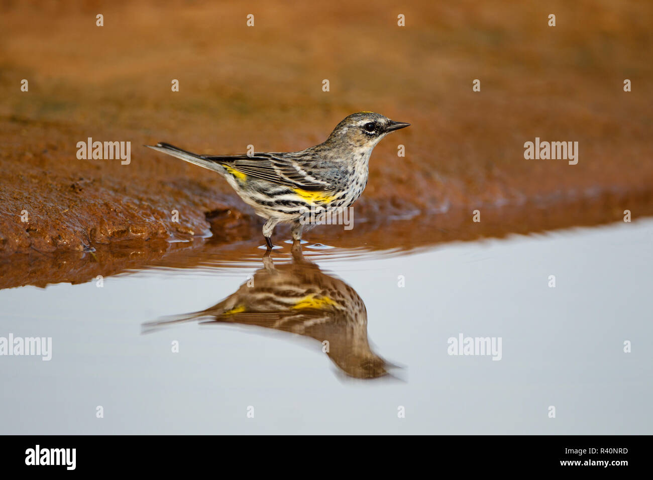 Yellow-rumped Warbler (Dendroica coronata) Erwachsenen am Teich Stockfoto