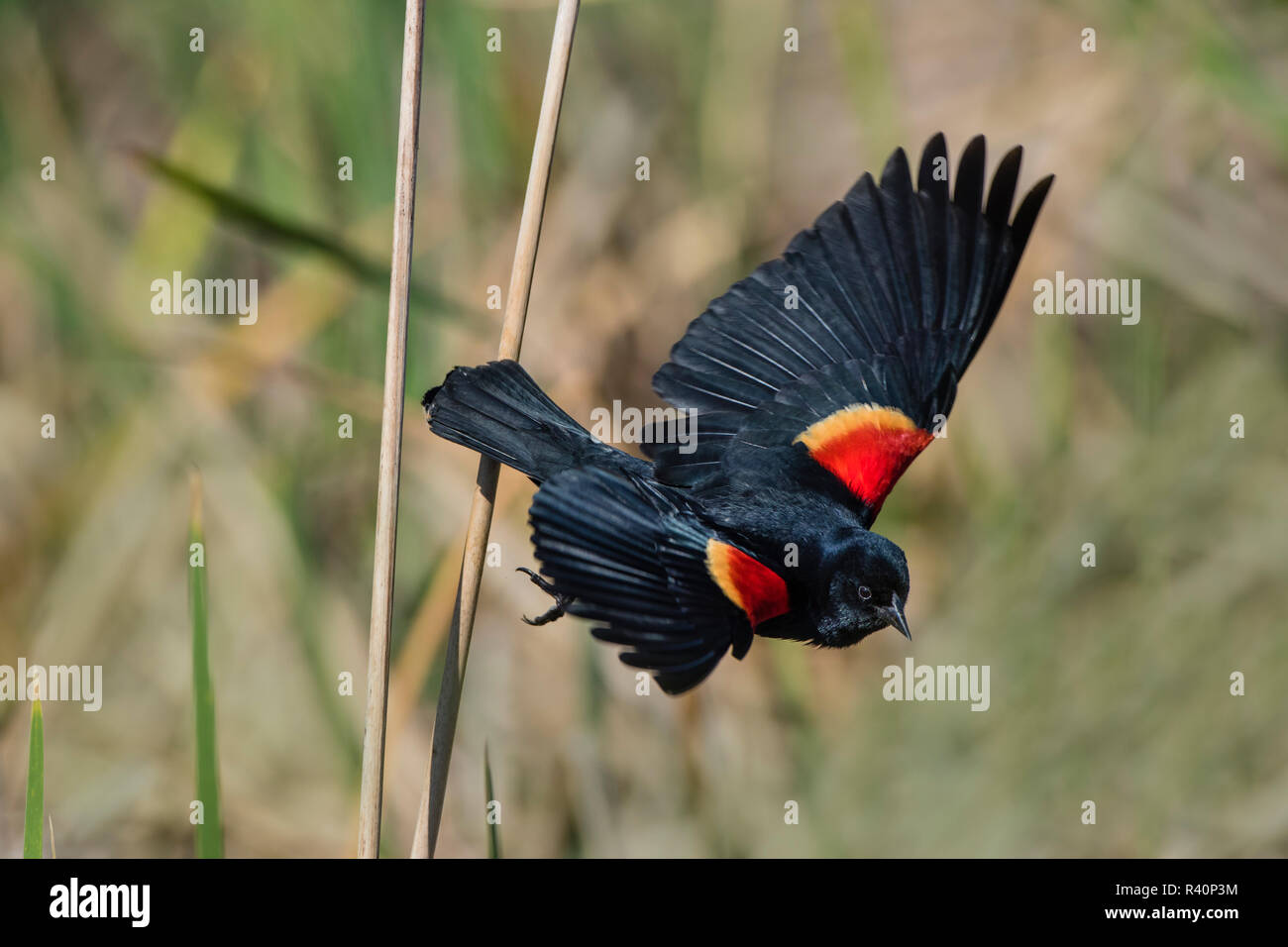 Red-winged blackbird (Agelaius phoenicius) fliegen Stockfoto