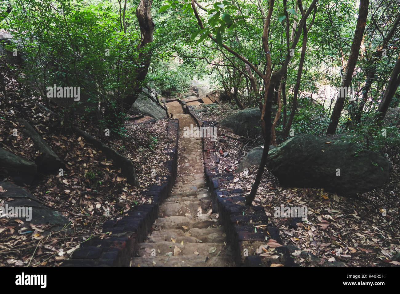 Wald Treppe in Sri Lanka. Hinunter vom Pidurangala Stockfoto