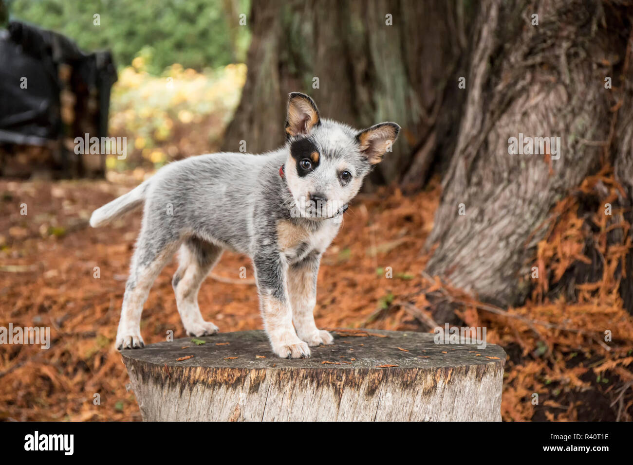 Issaquah, Washington State, USA. 10 Wochen alter Australian Cattle Dog Welpe neugierig, wie Sie auf einem Baumstumpf Posen. (PR) Stockfoto