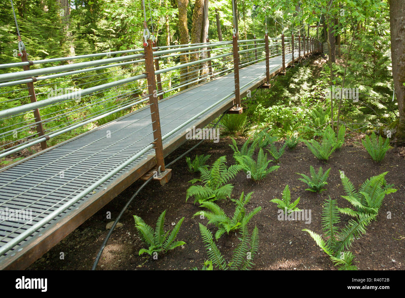 USA, Washington State, Bellevue, Bellevue Botanischen Garten, einer Schlucht Erfahrung Suspension Bridge Stockfoto