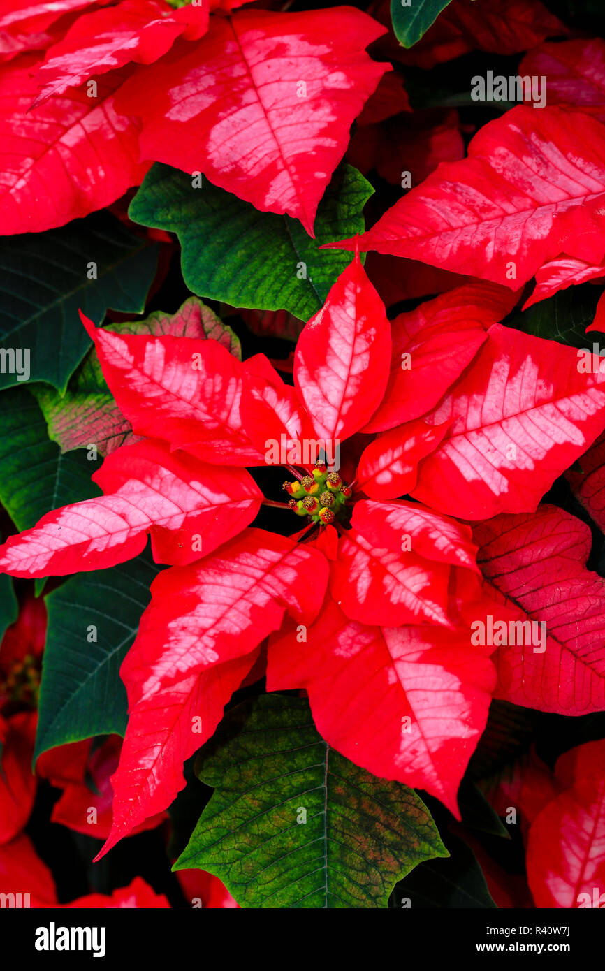 Tacoma, Washington State. Weiß gefleckte Muster rot Weihnachtsstern Stockfoto