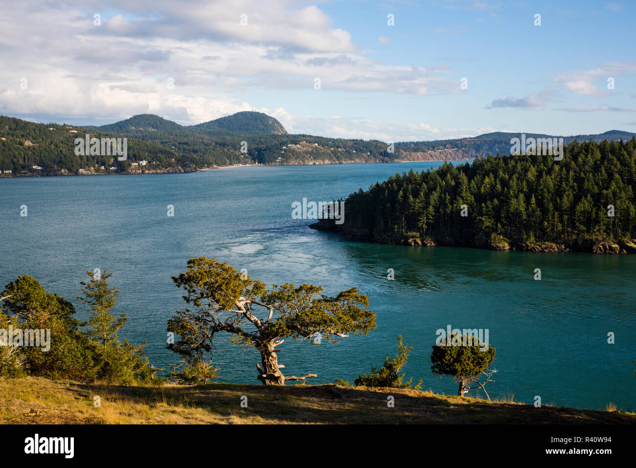 Washington Park South Bluff, Anacortes, Washington State. Verwitterter Baum steht in der Mitte der Bluff mit Blick auf Padilla Bay Stockfoto
