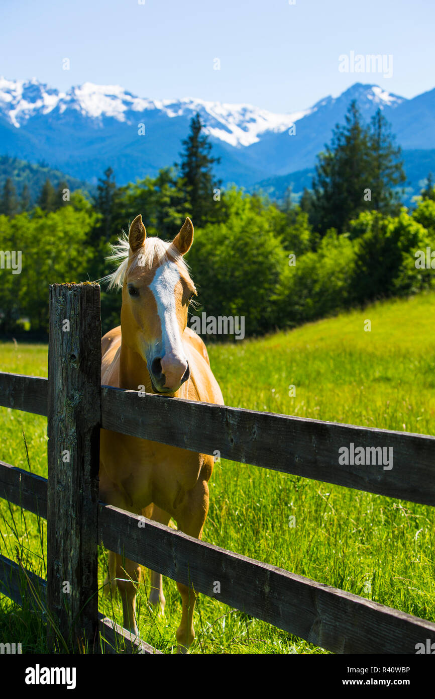 Port Angeles, Washington State. Palomino Pferd über einen Holzzaun mit Schnee Berge im Hintergrund suchen Stockfoto