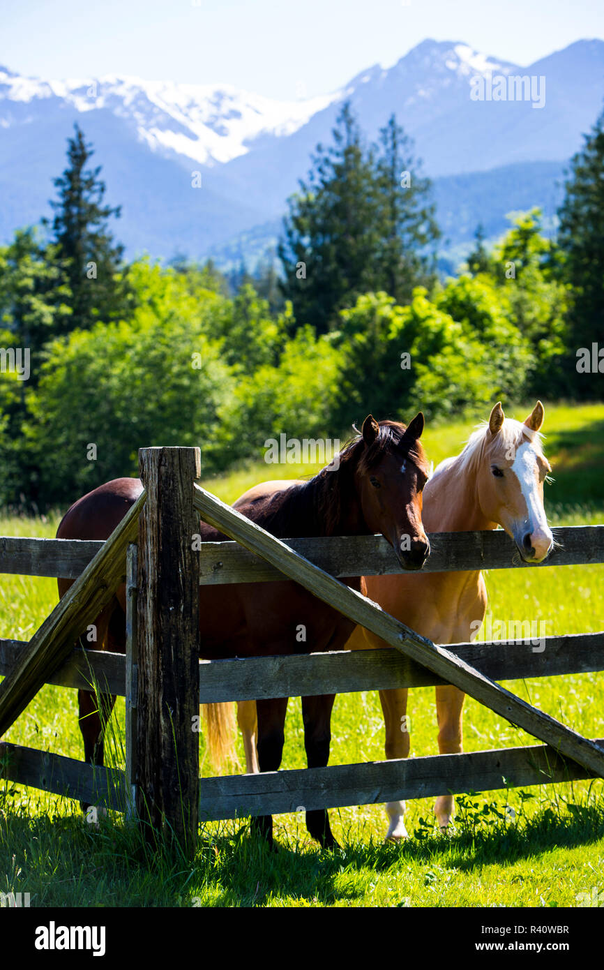 Port Angeles, Washington State. Zwei Pferde schiefen über einen Zaun mit Blick auf die Berge im Hintergrund Stockfoto