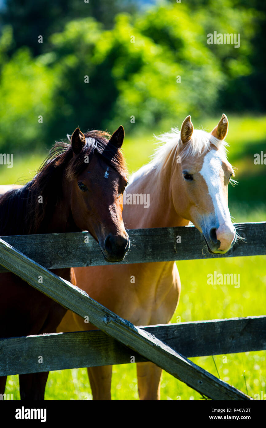 Port Angeles, Washington State. Zwei Pferde, darunter ein Palomino, über einen Zaun zusammen Schiefen Stockfoto