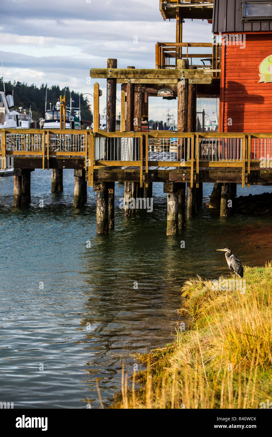 La Conner, Washington State. Great Blue Heron im Schilf neben einem Boot Dock Stockfoto