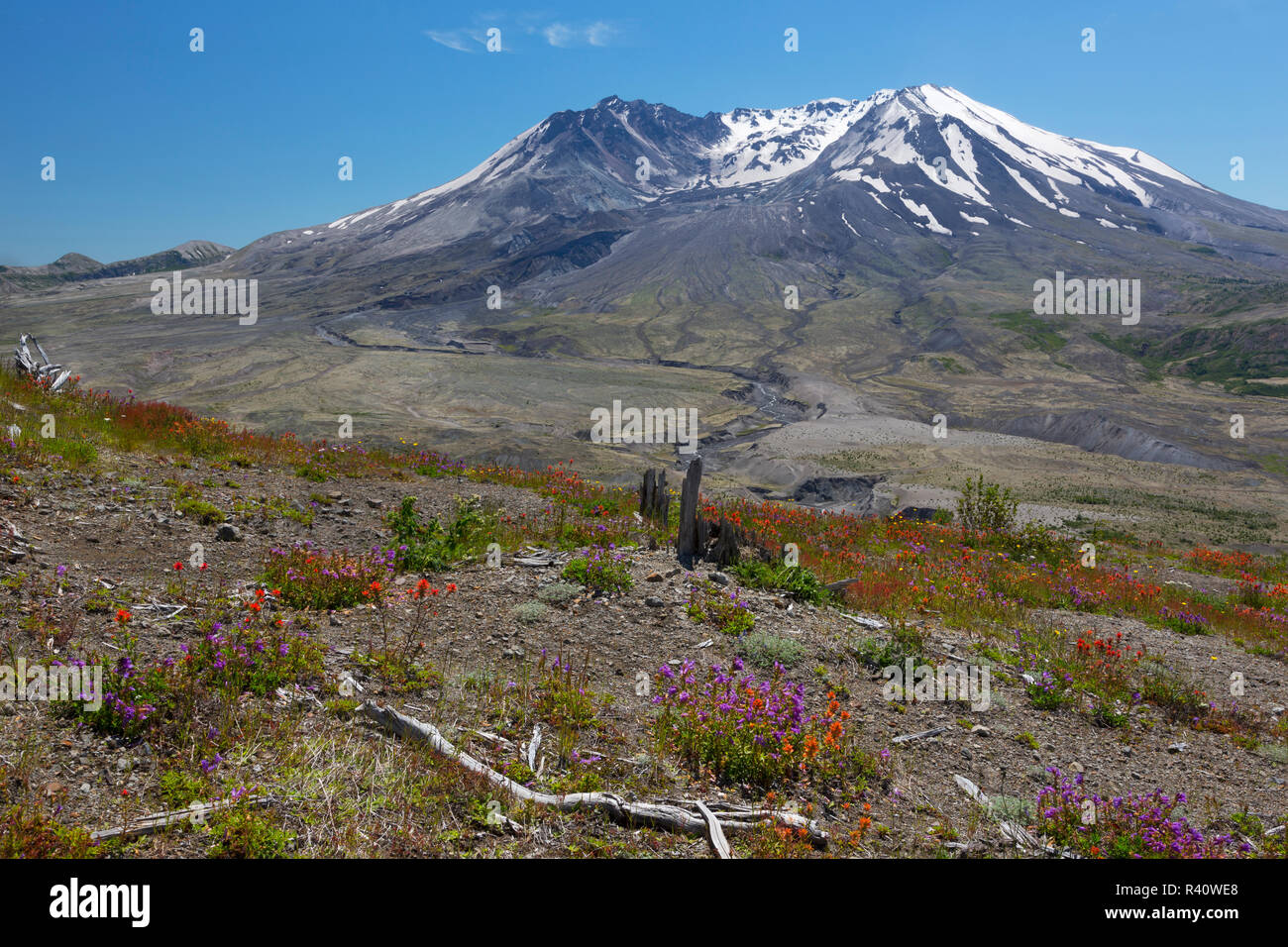 Staat Washington, Mount Saint Helens National Volcanic Monument, Wildblumen und Berg, Ansicht von Johnston Ridge Stockfoto