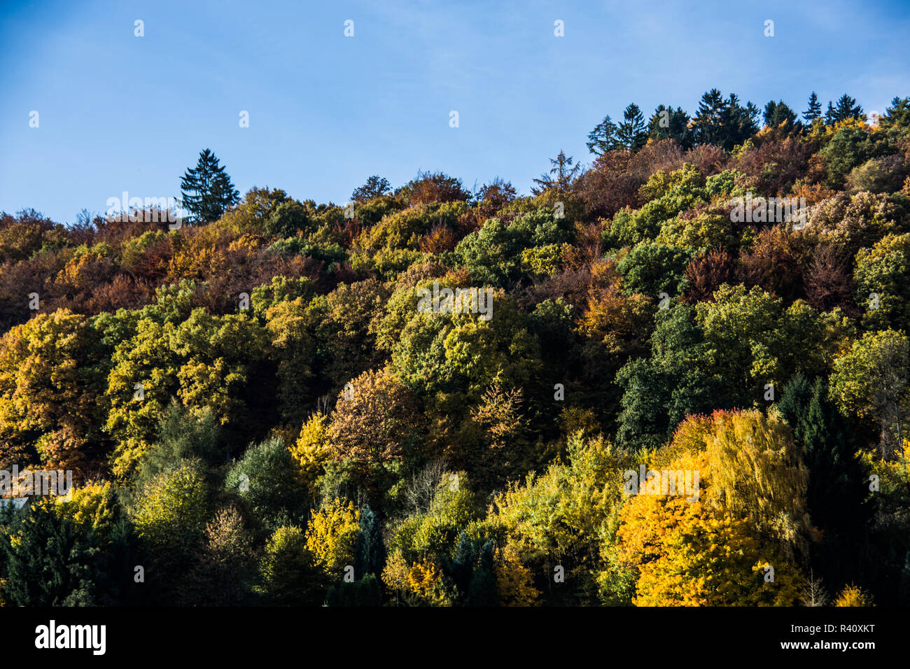 bunten Herbstwald Stockfoto