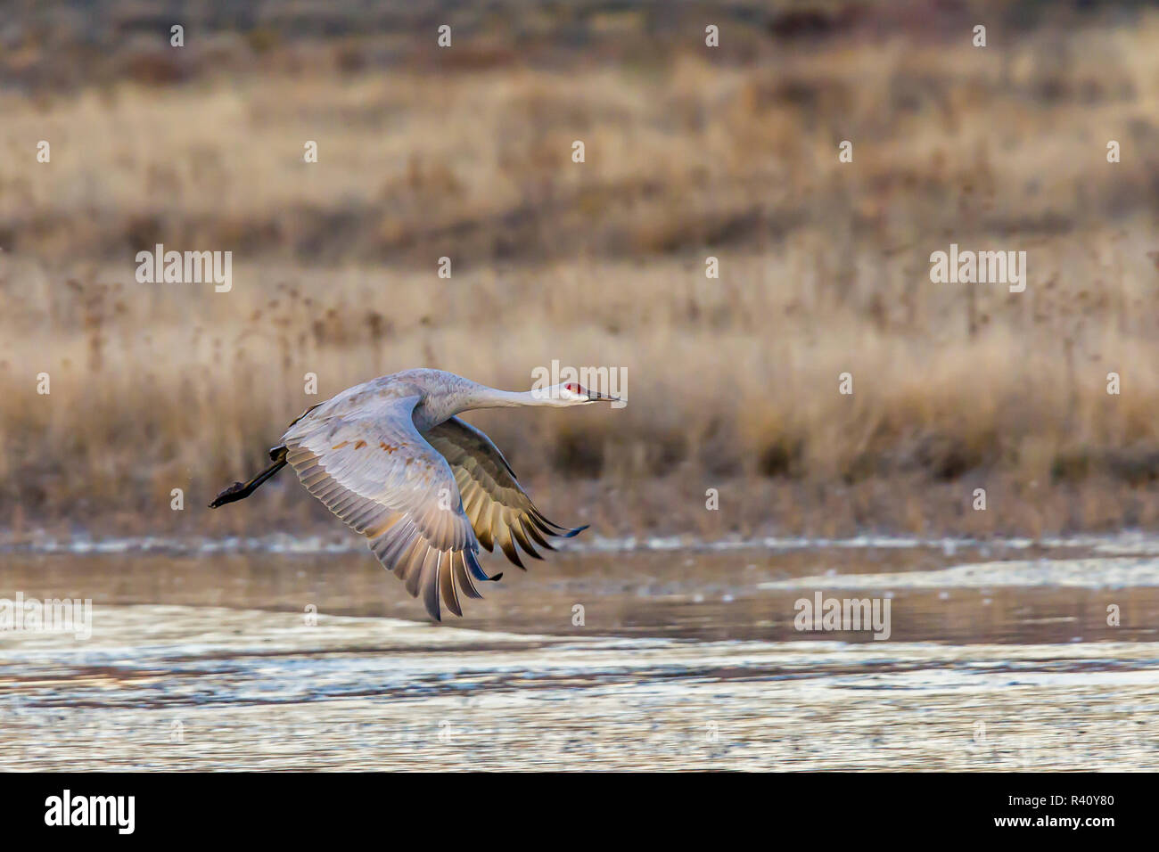 USA, New Mexiko, Socorro, Bosque Del Apache. Mehr Sandhill Crane (Antigone canadensis) Stockfoto