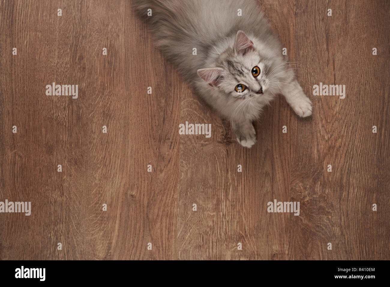 Grau kitty lag auf Holzboden oben Ansicht von oben Stockfoto