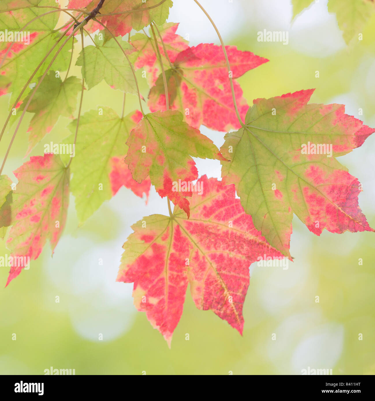 USA, North Carolina, Great Smoky Mountains. Detail der ahornblätter. Stockfoto