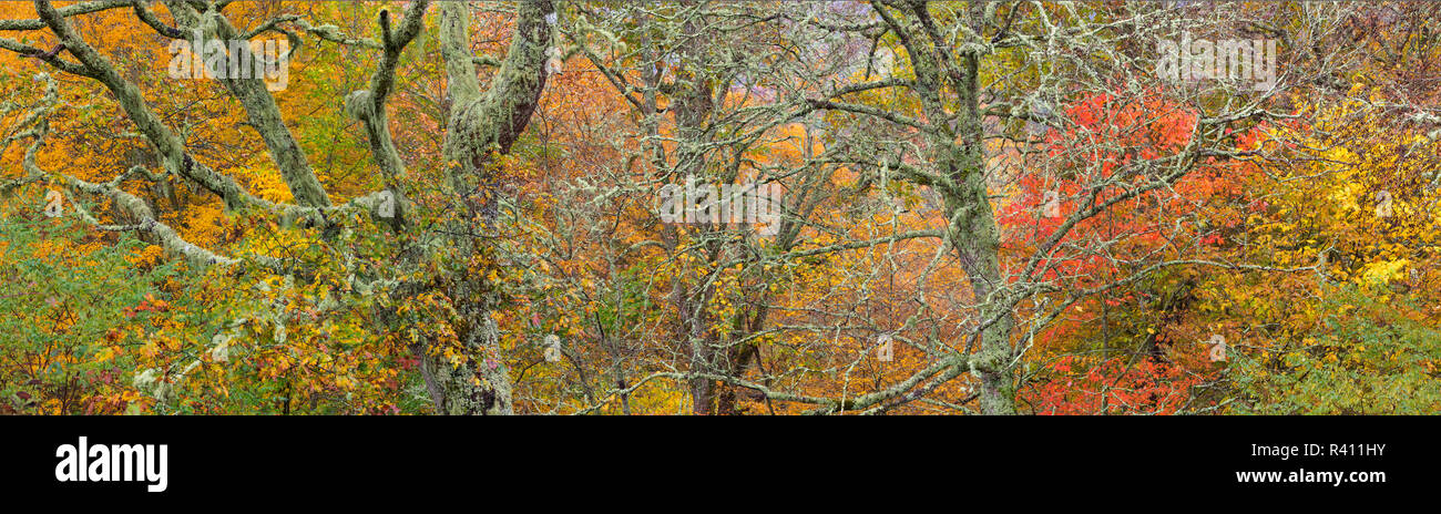USA, North Carolina, Blue Ridge Parkway. Panoramablick von Forest scenic im Herbst. Stockfoto