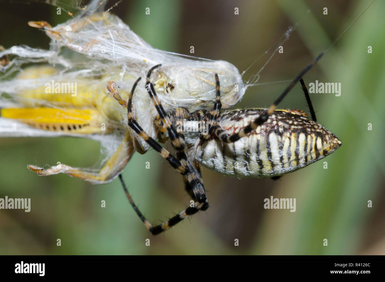 Gebänderte Argiope, Argiope trifasciata, mit Grasshopper, Familie Acrididae, Beute Stockfoto