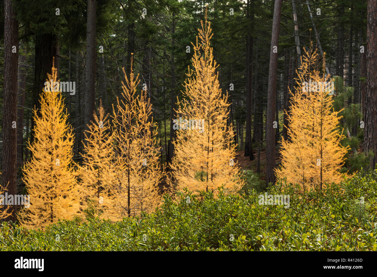 Western Lärchen im Herbst Farbe, Larix occidentalis, Oregon Kaskaden, Oregon Stockfoto