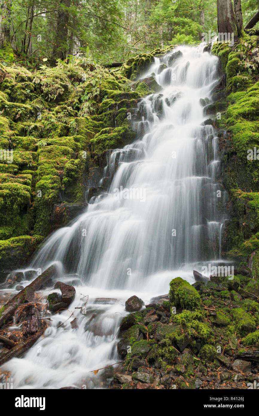 Weißen Zweig Falls, Oregon Cascades, Oregon Stockfoto
