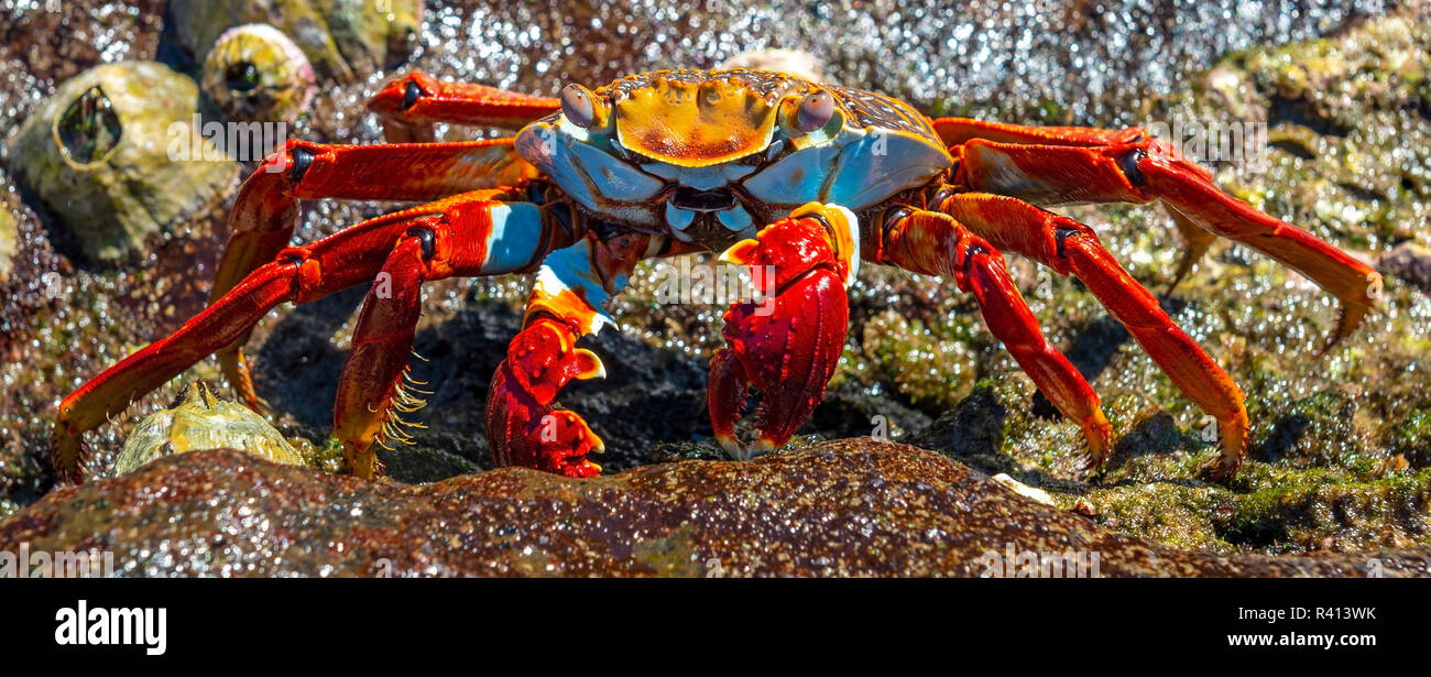 Ein Sally Lightfoot Crab (Grapsus Grapsus) posiert von der Küste neben Muscheln auf Santa Cruz Island, Galapagos Islands National Park, Ecuador. Stockfoto
