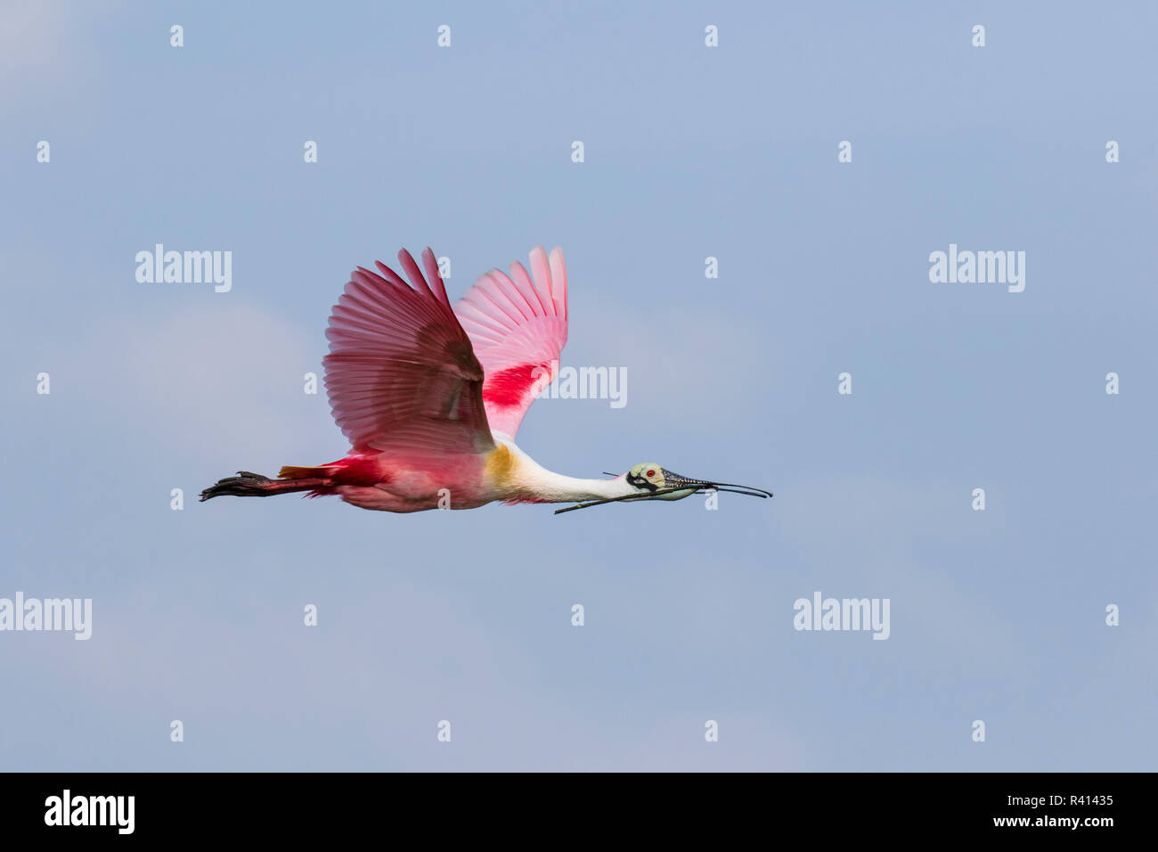 Rosalöffler (Ajaia ajaja) fliegen Stockfoto