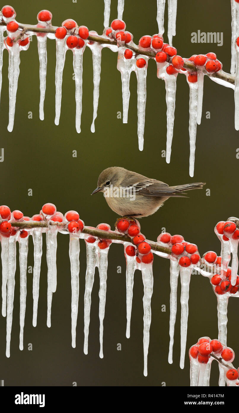 Pine Warbler (Dendroica Pinus), unreife weiblichen auf vereisten Zweig der Possum Haw Stechpalme (Ilex decidua) mit Beeren, Hill Country, Texas, USA gehockt Stockfoto