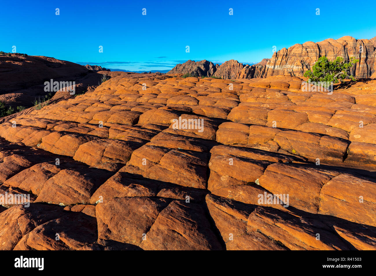 Versteinerte Sanddünen bei Snow Canyon State Park in der Nähe von St. George, Utah, USA Stockfoto