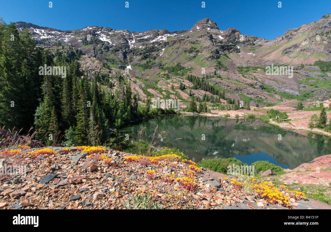 Twin Peaks Wilderness, Wasatch Berge, Utah Stockfoto