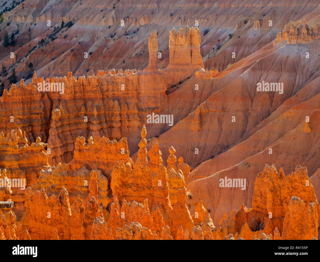 Utah, Bryce Canyon National Park. Blick auf den Canyon mit Hoodoos Stockfoto