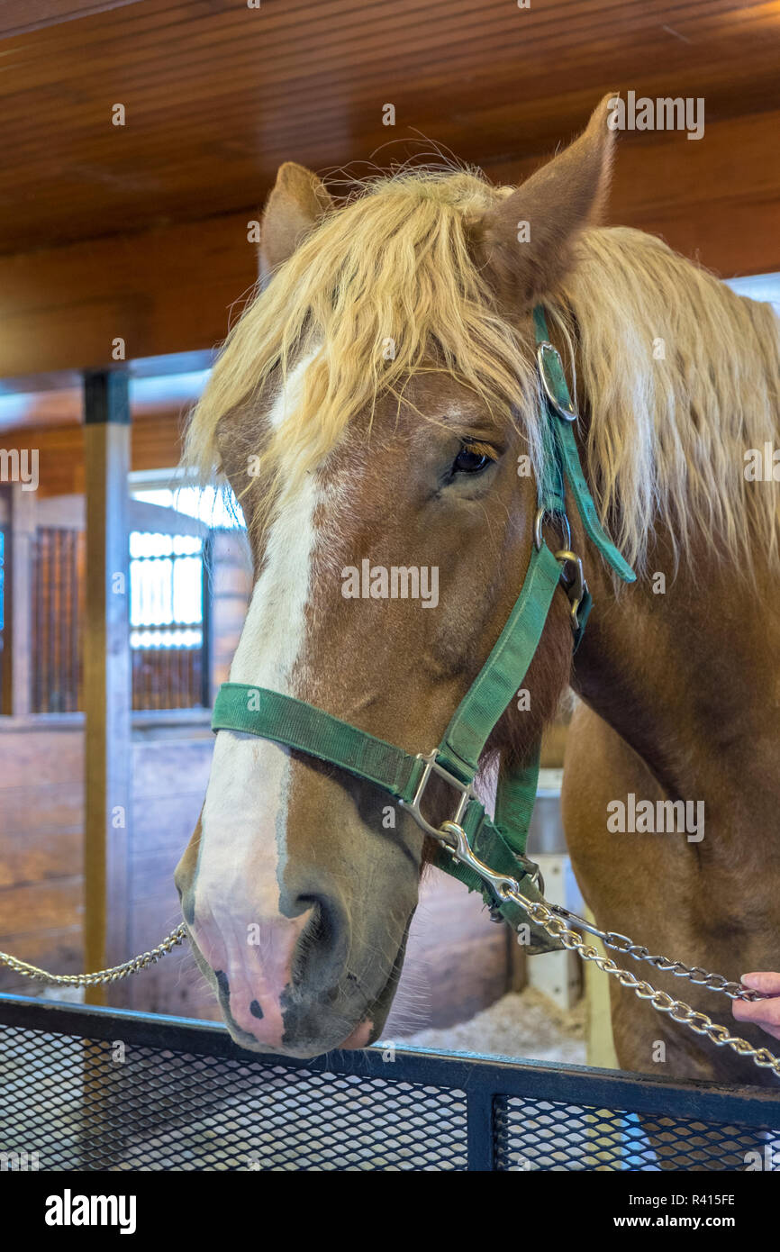Draft Horse, Billings Farm und Museum, Woodstock, Vermont, USA Stockfoto