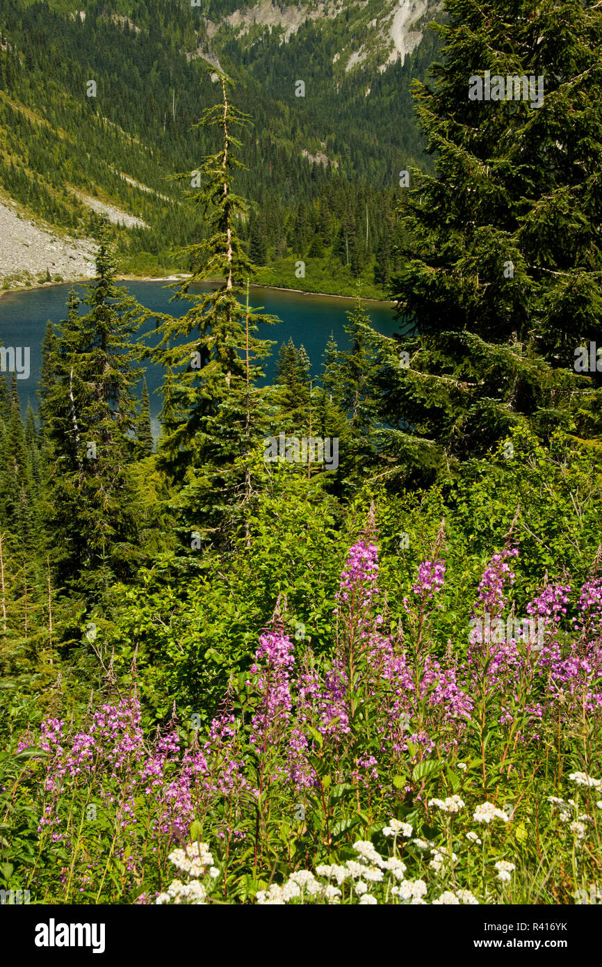 Wildblumen und Blick von Louise Lake, Mount Rainier National Park, Washington State, USA Stockfoto