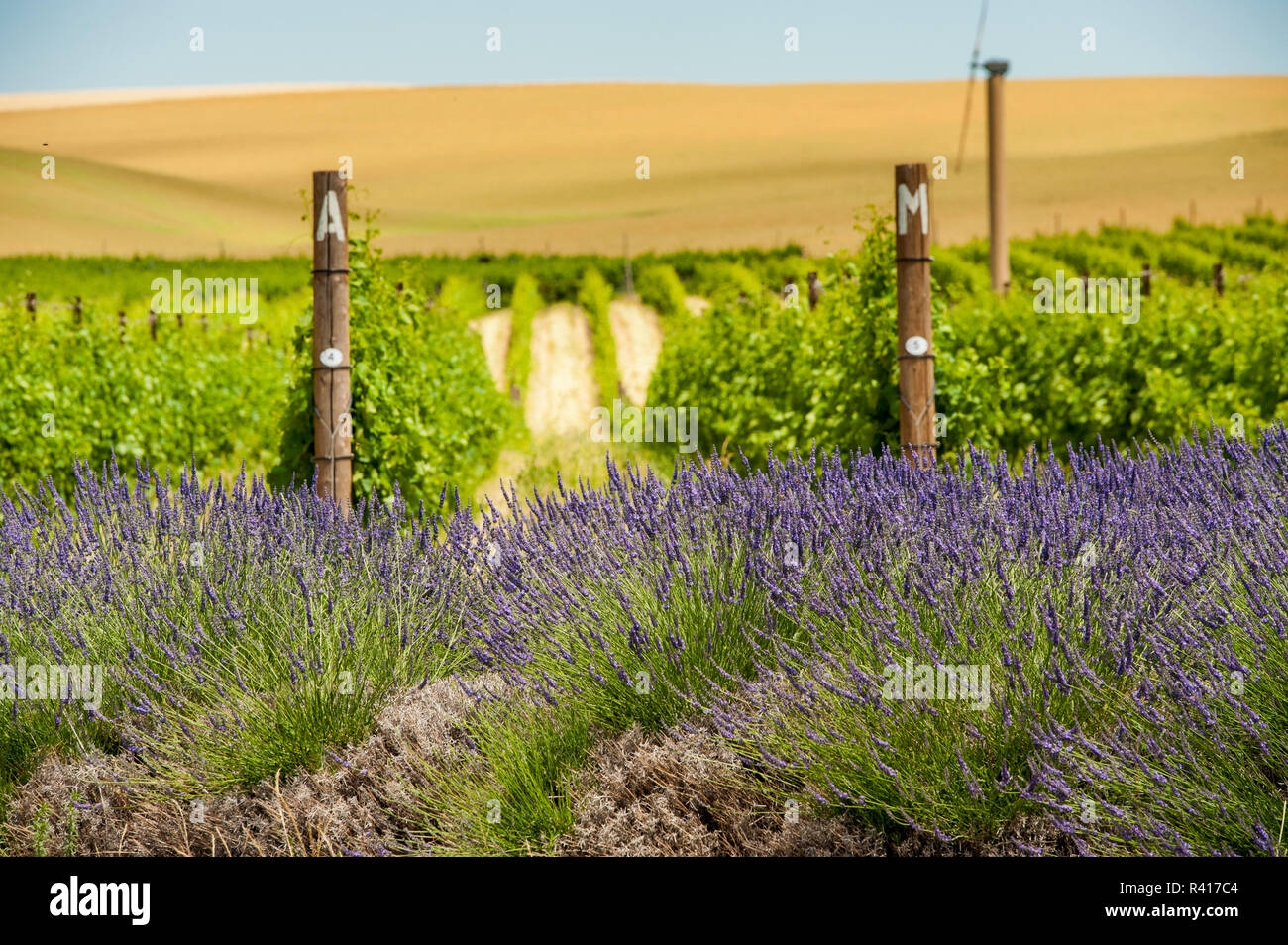 USA, Washington, Walla Walla. Lavendel am Weinberg von aMaurice Kellern. Stockfoto