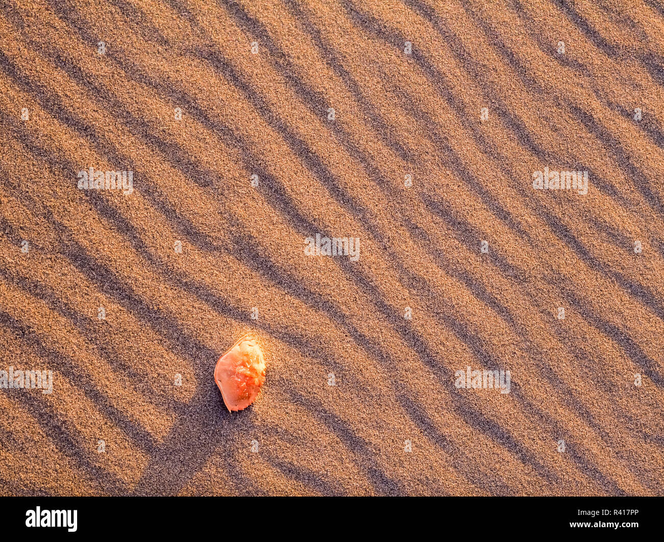 Sand Muster und Crab Shell, 2 Strand, in der Nähe der La Push Olympic National Park, Washington State Stockfoto