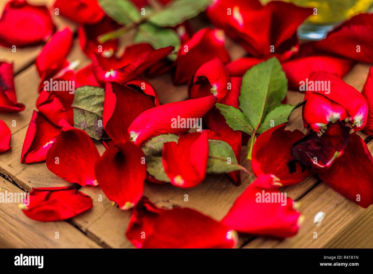 Sterbende rote Rosen, fallende Blütenblätter. Stockfoto