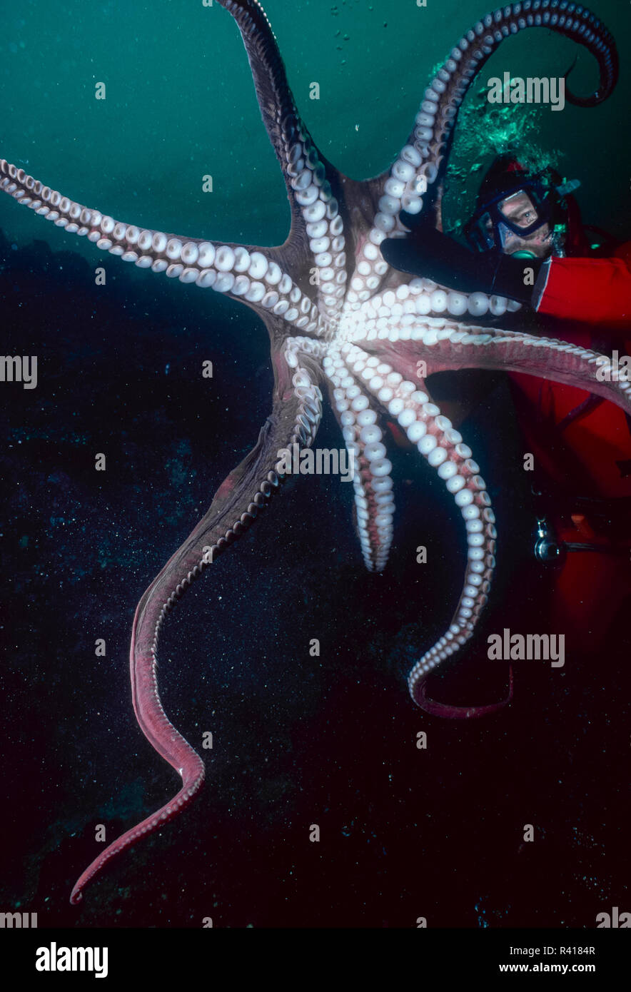 Riesige Pazifik Octopus (Enteroctopus dofleini), des weltweit größten Arten (MR) Stockfoto