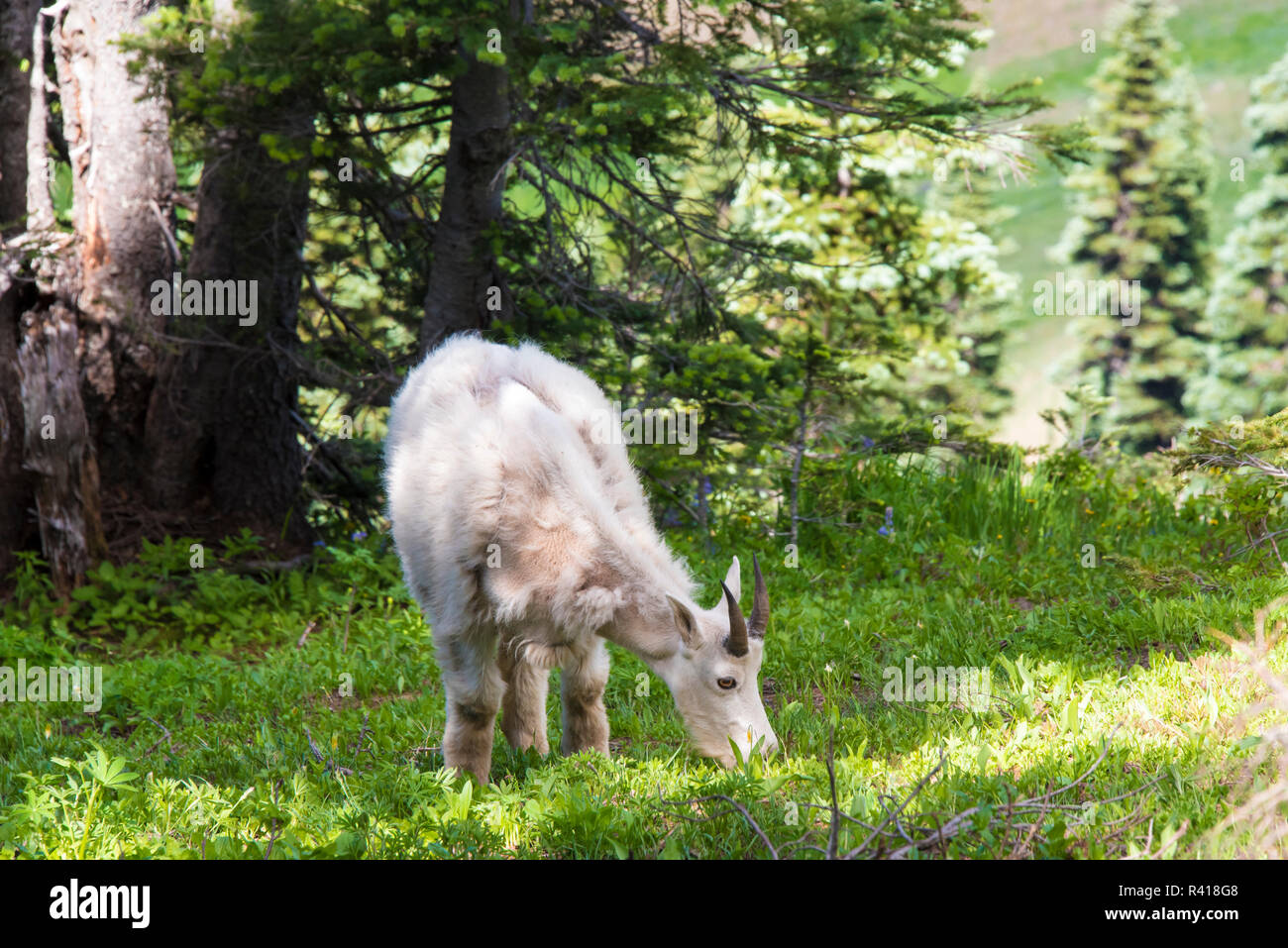 USA, Washington State, Olympic National Park, Mountain Goat Beweidung in Schatten. Nicht-native, kontroverse Diskussion der gesamten olympischen Spiele Stockfoto