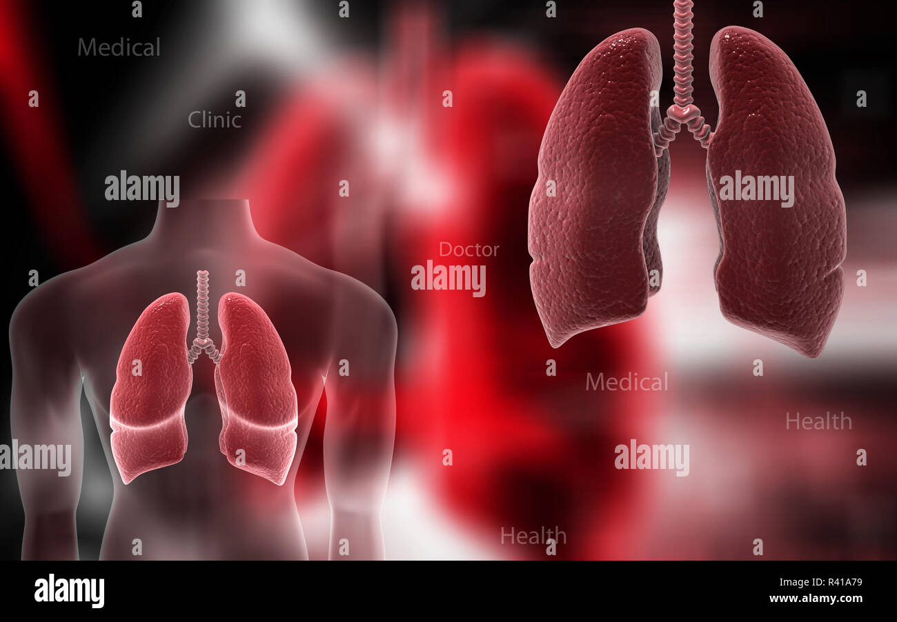 Pulmones pulmones -Fotos und -Bildmaterial in hoher Auflösung – Alamy