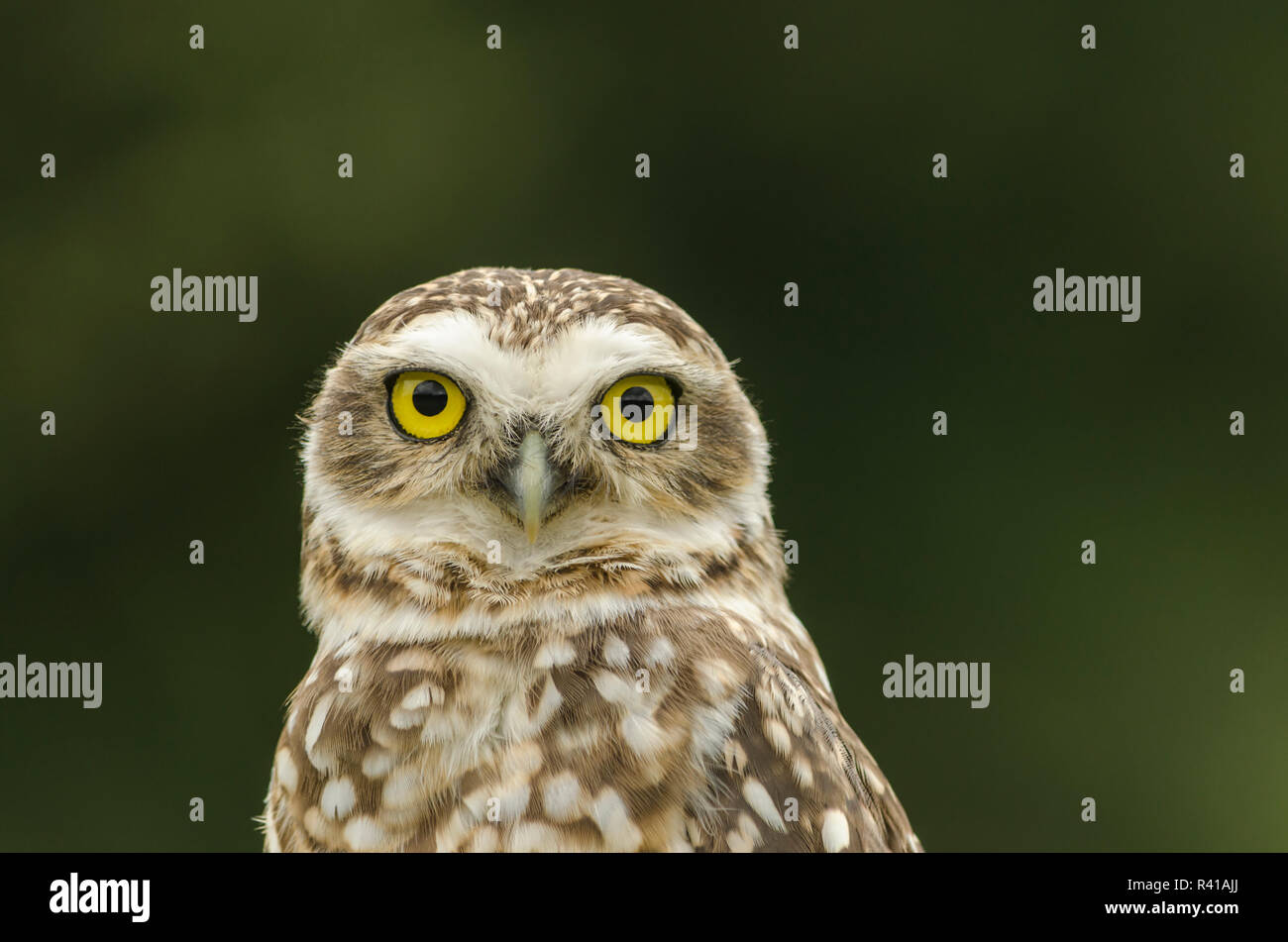 Blick durchdringend Stockfoto