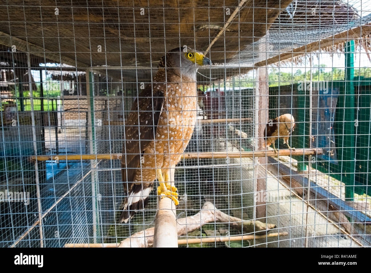Crested Serpent Eagle Stockfoto