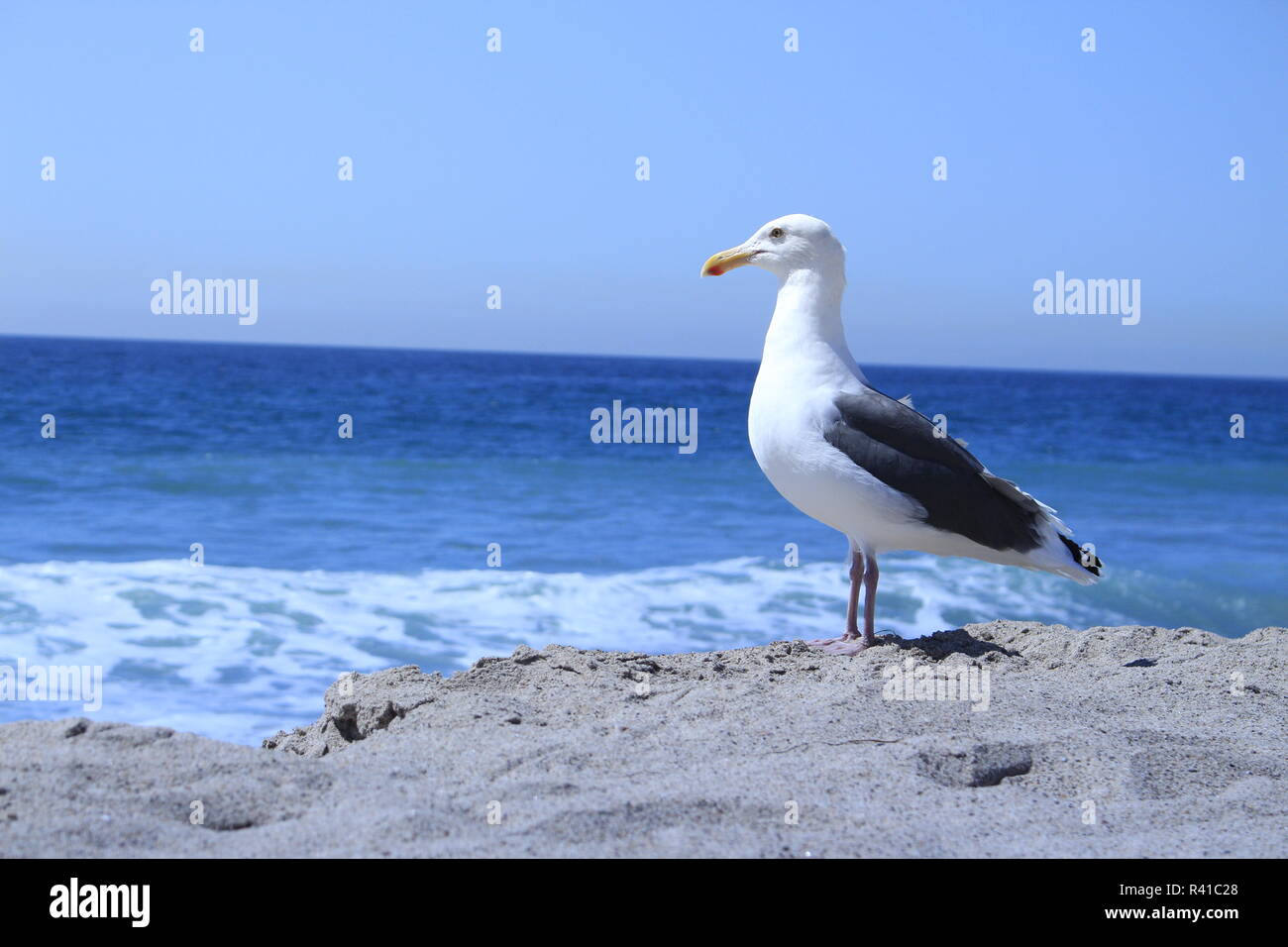 Möwe am dem Strand im Hintergrund Wellen und Wasser Stockfoto