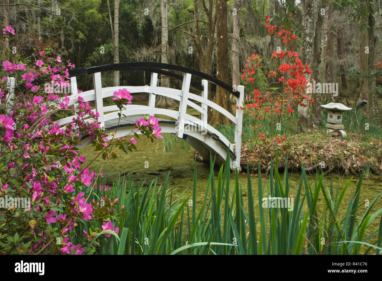 USA, South Carolina, Magnolia Plantation. Brücke über den Teich. Stockfoto