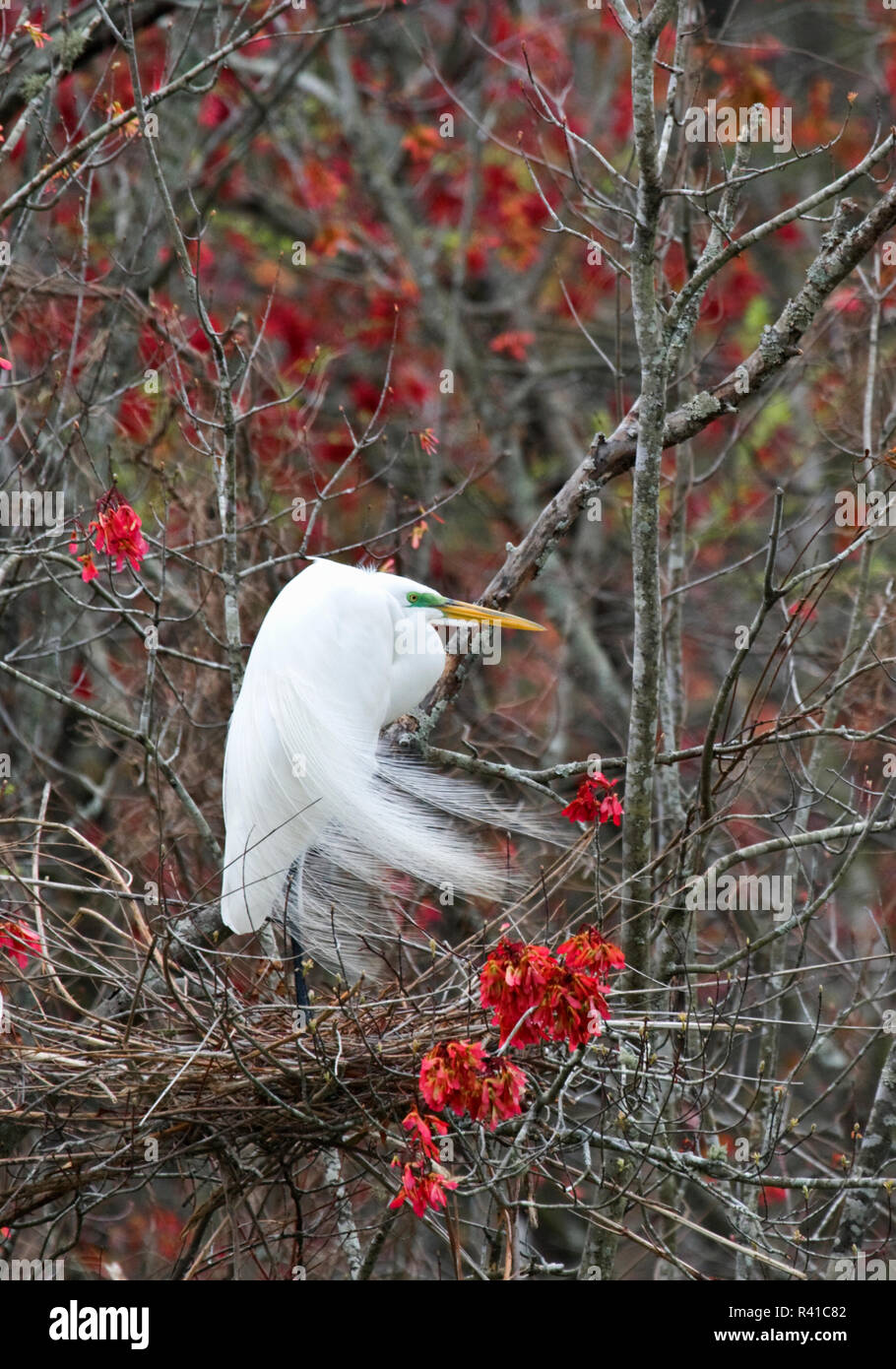 USA, South Carolina, Charleston. Silberreiher auf Nest im Baum. Stockfoto