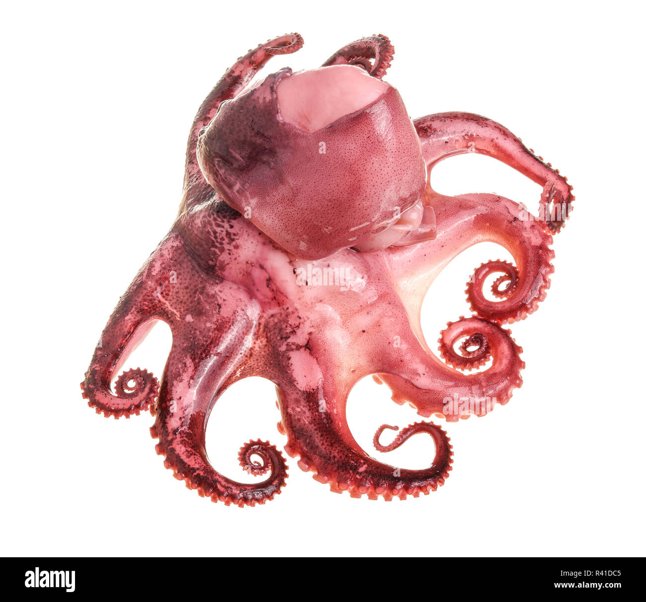 Kleine Krake auf weißem Hintergrund. Nahaufnahme Stockfoto