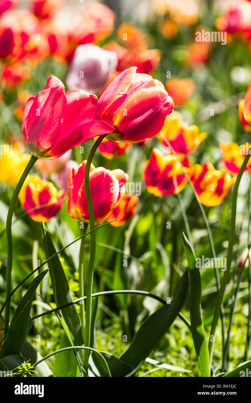 Wien, Virginia. Tanz und Welle der bunte Tulpen Stockfoto