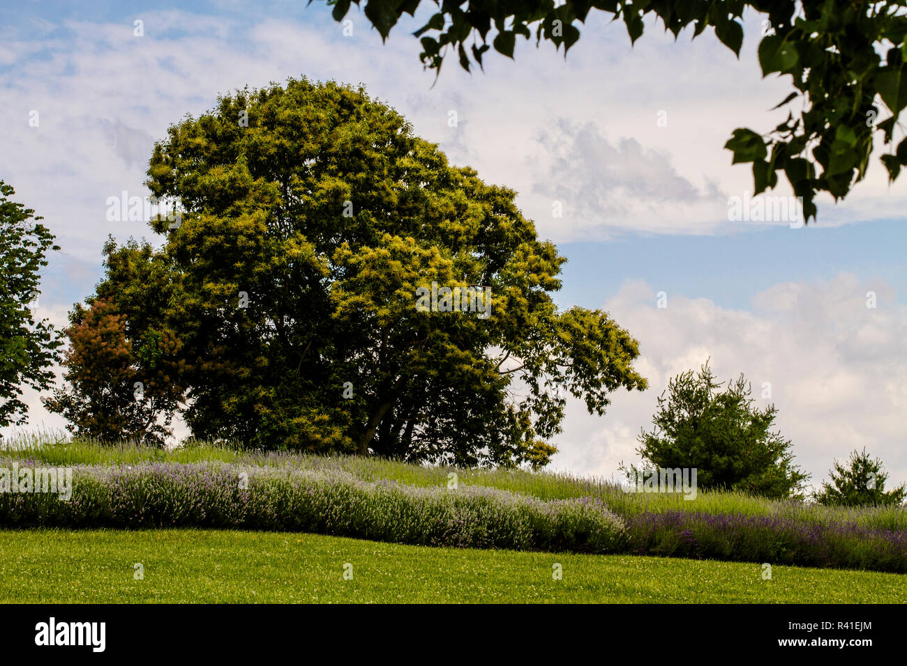 Harrisonburg, Virginia. Weiß und Lila lavendel Feld, Bäume, Weide, und blauer Himmel Stockfoto