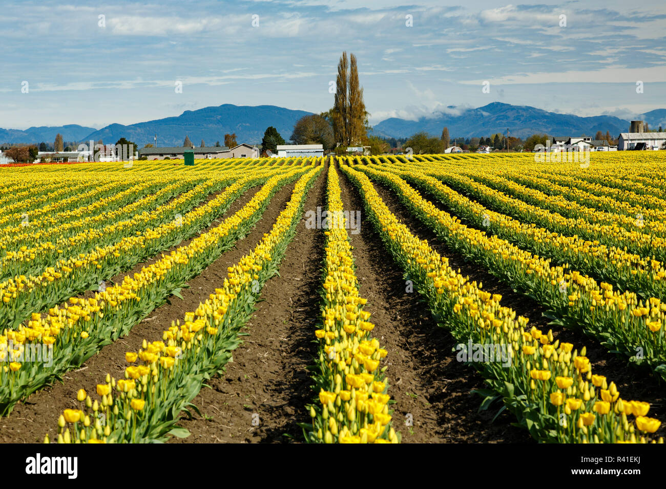 Reihen von gelbe Tulpen, Skagit Valley Tulpenfest, Washington State Stockfoto