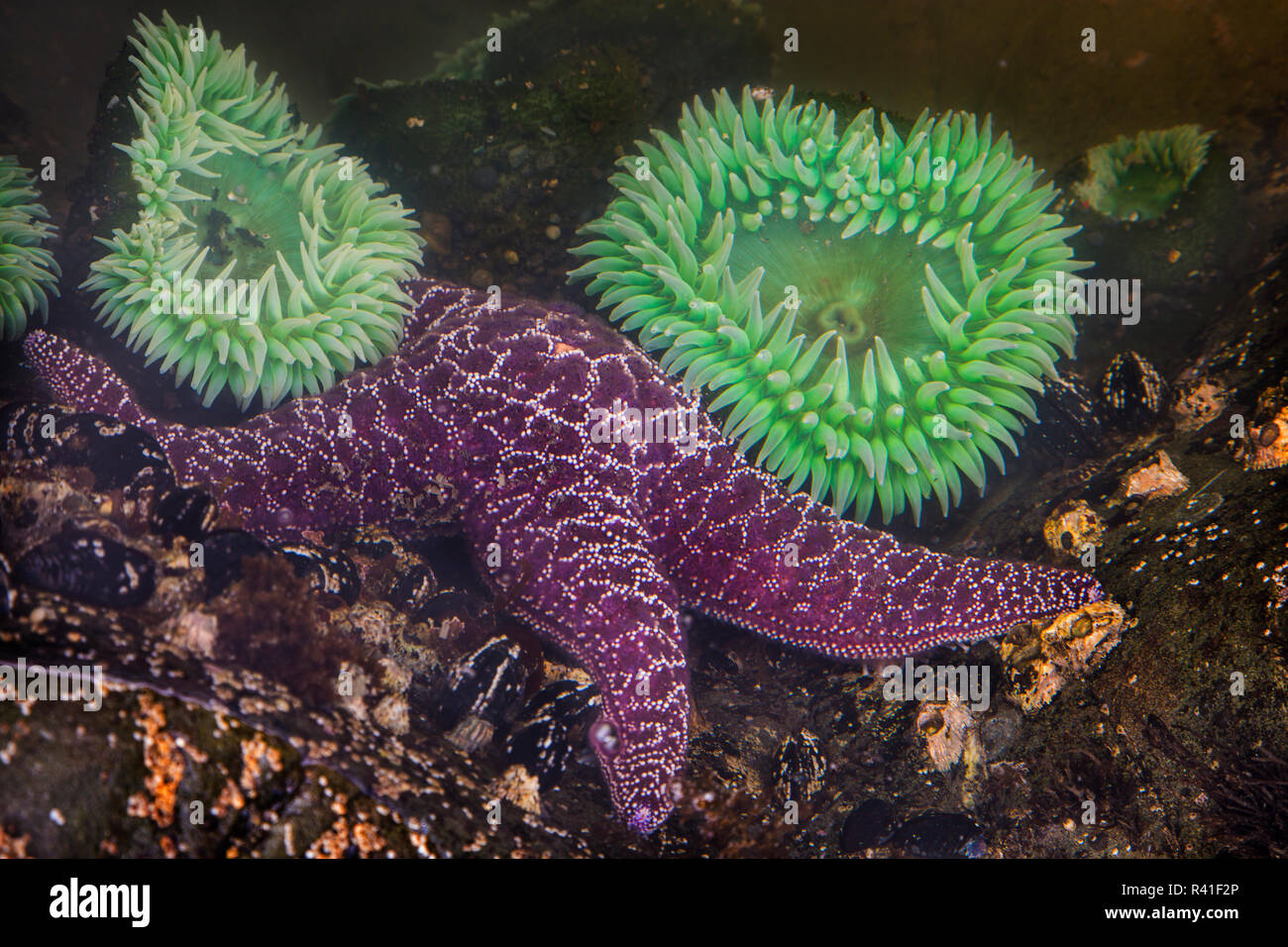 USA, Washington State, Rialto Beach. In der Nähe von riesigen grün und lila Anemonen Seesterne. Stockfoto