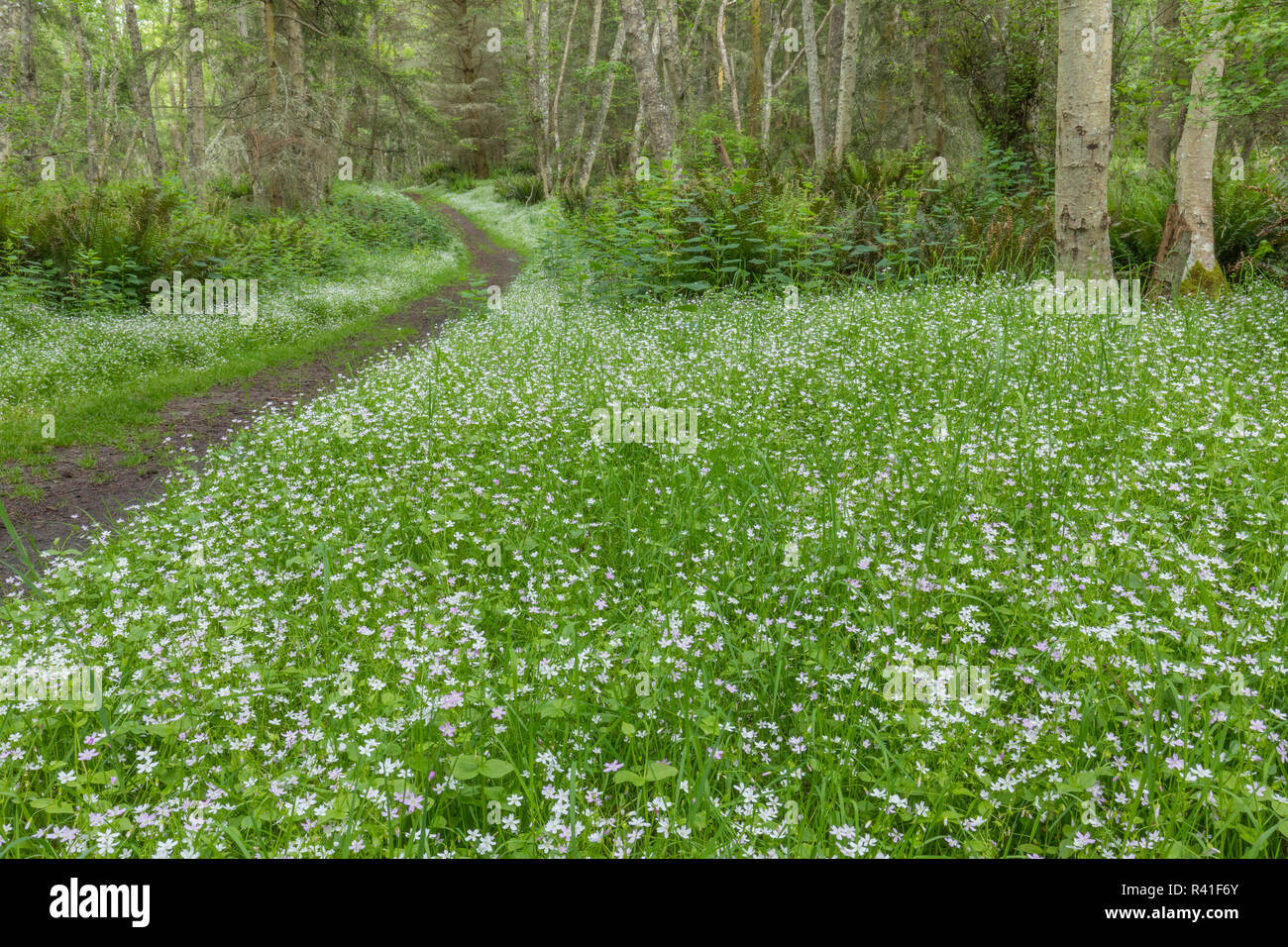 USA, Washington State, Fort Flagler State Park. Sibirische Frühling Schönheit Teppiche Waldboden. Stockfoto