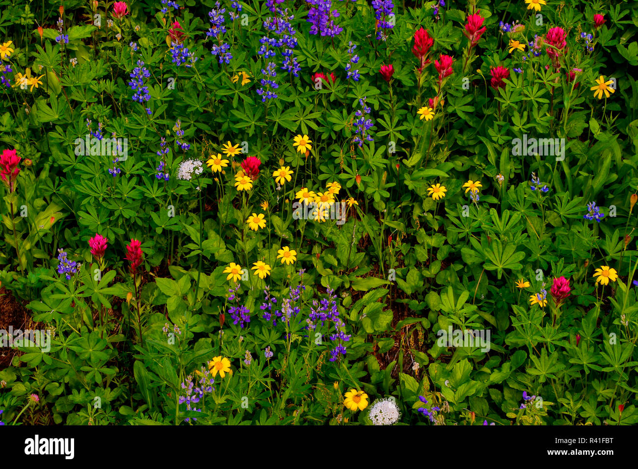 USA, Staat Washington, Mount Rainier National Park. Gemischte Wildblumen in der Wiese. Stockfoto