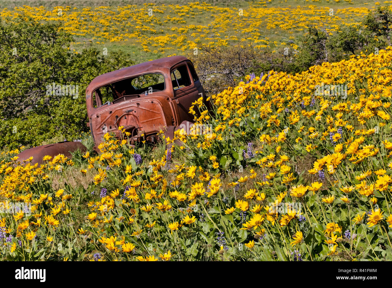 Verlassenes Auto, Frühling Blüte mit Masse der Lupine, Arrowleaf Balsamroot in der Nähe von dalles Mountain Ranch State Park, Washington State Stockfoto