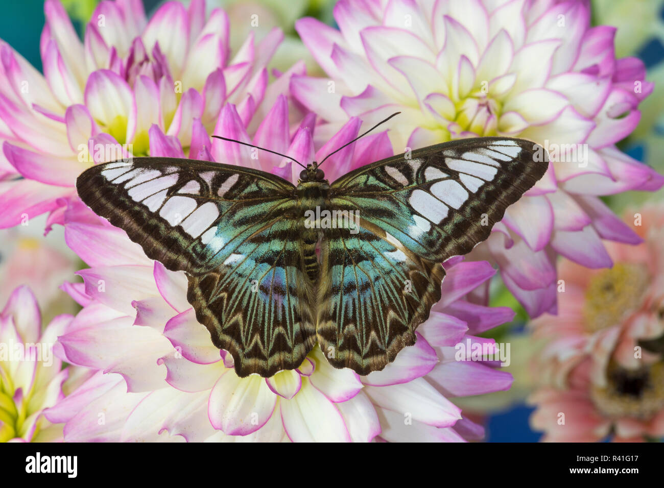 Blau 434 Schmetterling, Parthenos Sylvia auf Dahlia Stockfoto