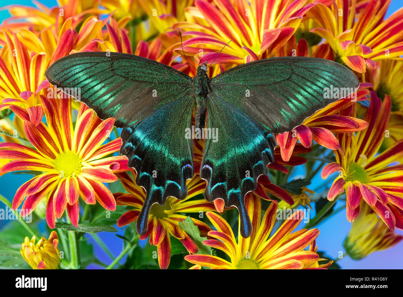 Chinesische peacock Schwalbenschwanz, Papilio syfanius auf Mamas Stockfoto