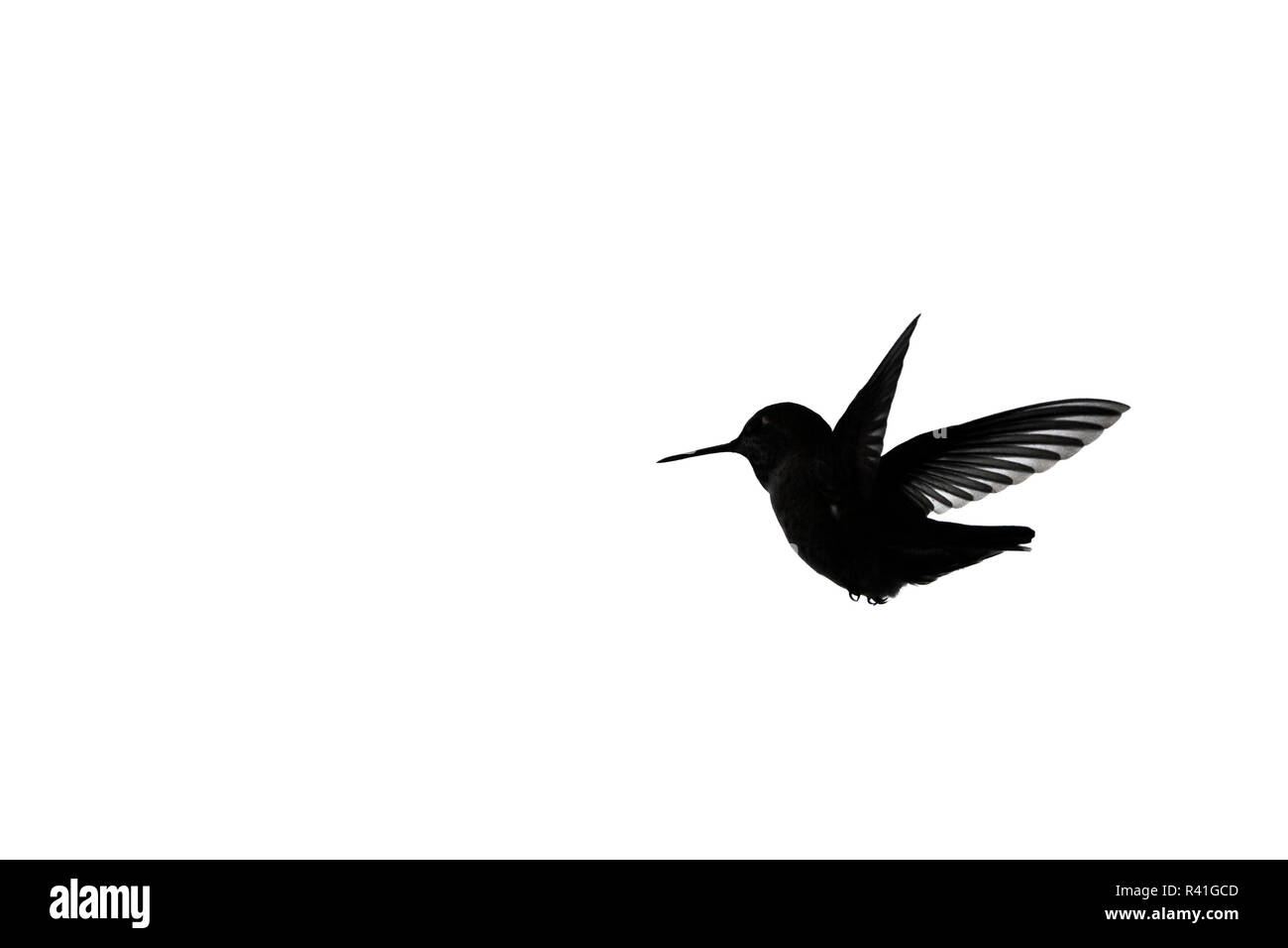 USA, Washington State. Nach Anna's Kolibri (Calypte Anna) Silhouette im Flug. Stockfoto